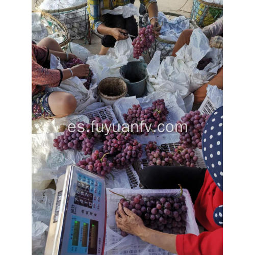 Uvas de globo rojo de Yunnan